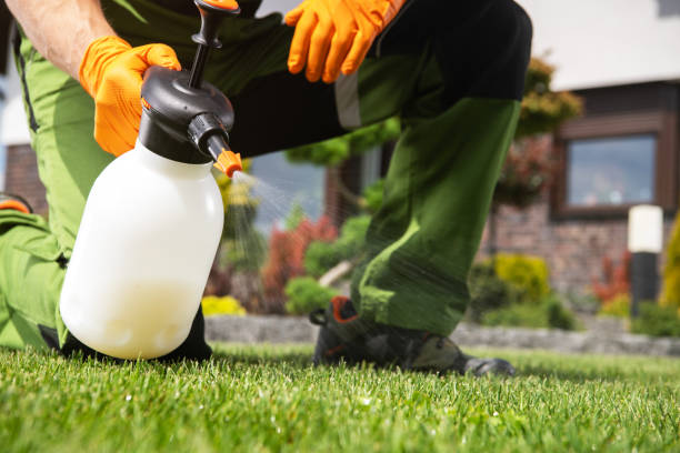 Wasp Removal Services in Chalfant, CA