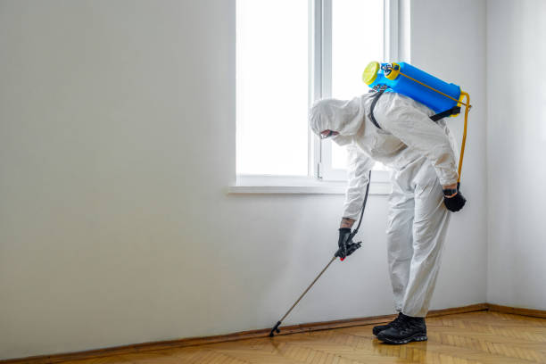 Best Wasp Removal Services  in Chalfant, CA