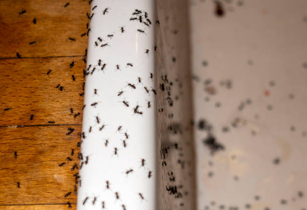 Best Spider Control Near Me  in Chalfant, CA
