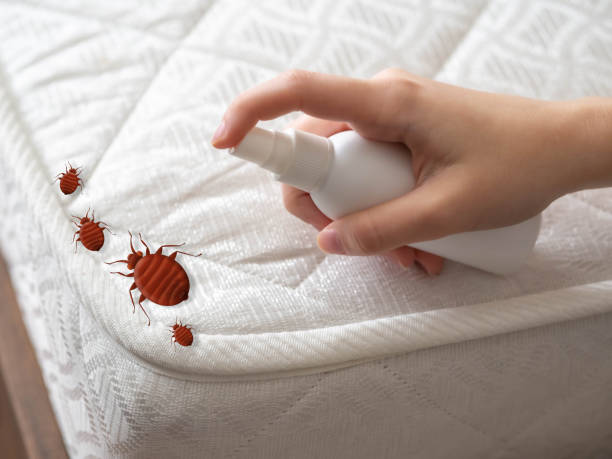 Best Affordable Pest Control Services  in Chalfant, CA